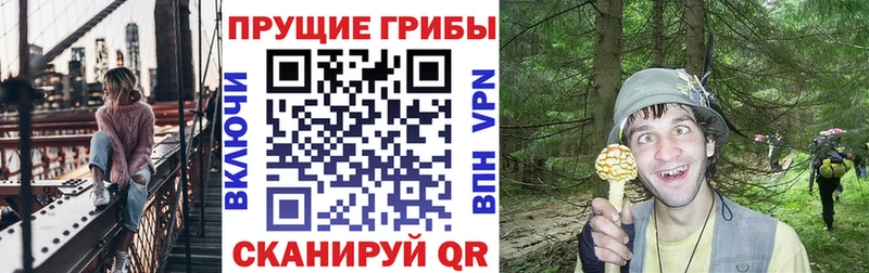 Псилоцибиновые грибы Psilocybine cubensis  Торопец 